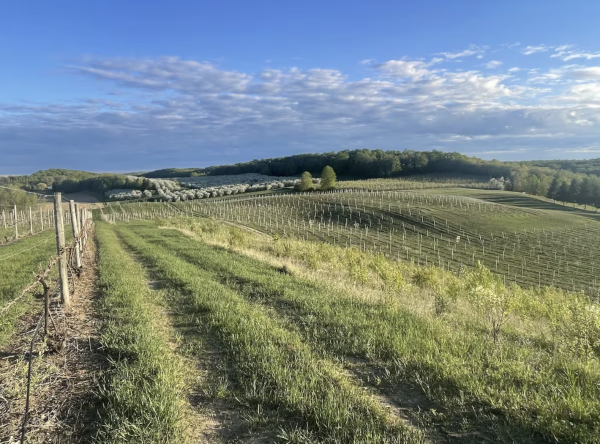 vineyard view - stay at North Farm, vacation rental in Leelanau Peninsula